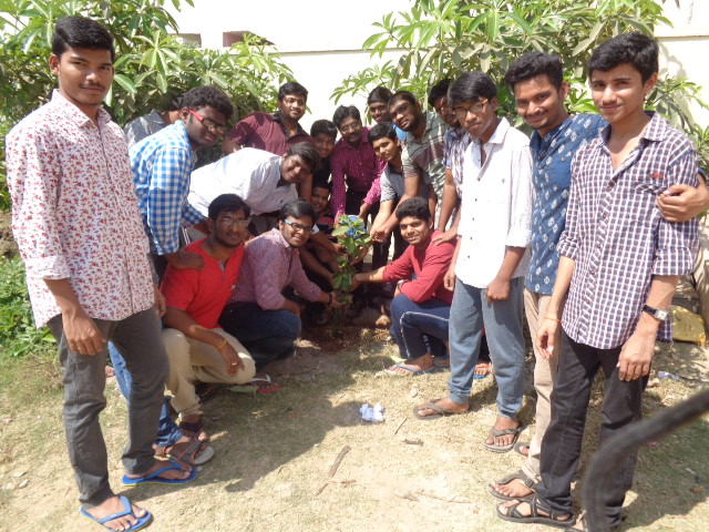 Tree Plantation 3